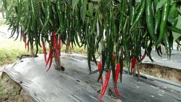 pemkab_simalungun_beli_alat_pengering_bantu_kesulitan_petani_cabai