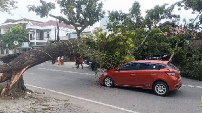 pemko_medan_klaim_rutin_lakukan_pengawasan_pohon_jalan_kerugian_warga_ditanggung_asuransi