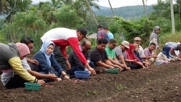 pemko_padangsidimpuan_tanam_bawang_merah_untuk_bibit