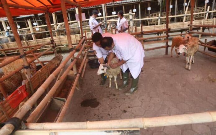 pemko_siantar_akan_turunkan_tim_monitoring_pemotongan_hewan_kurban