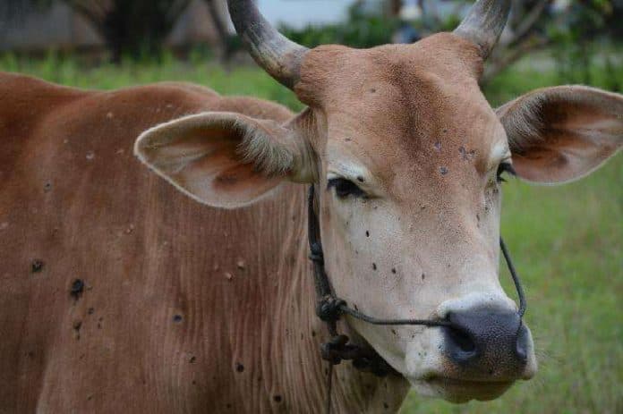pemko_siantar_imbau_peternak_sapi_mewaspadai_penyakit_kulit_lumpy