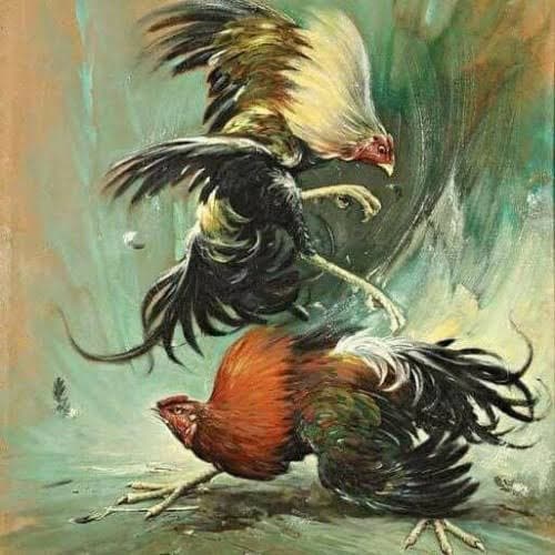 pemko_siantar_tak_pernah_urusi_izin_sabung_ayam