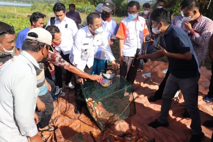 pemprovsu_dan_pemkab_di_kawasan_danau_toba_bersinergi_tangani_populasi_ikan_red_devil