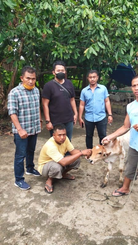 pencuri_lembu_ditangkap_polsek_serbelawan_penadahnya_diburon