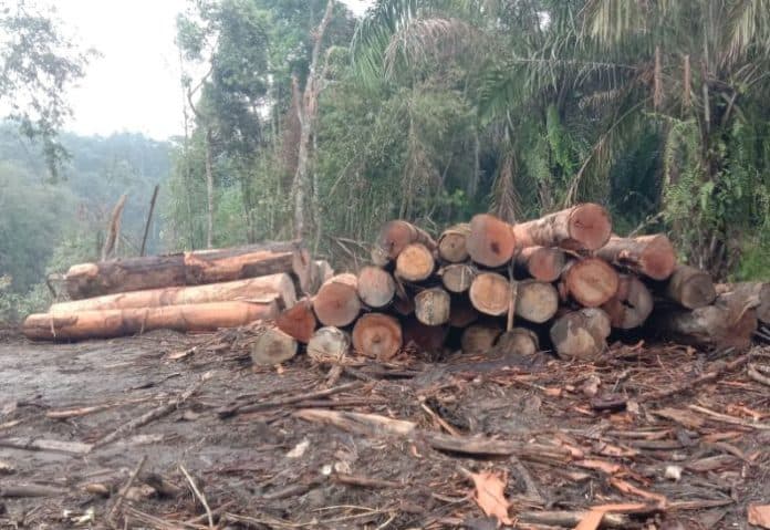 penebangan_kayu_di_dolok_silau_dlh_simalungun_akan_temui_kementerian_klhk
