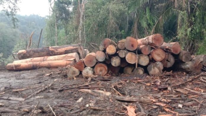 penebangan_kayu_di_dolok_silau_klhk_sarankan_dlh_simalungun_buat_laporan