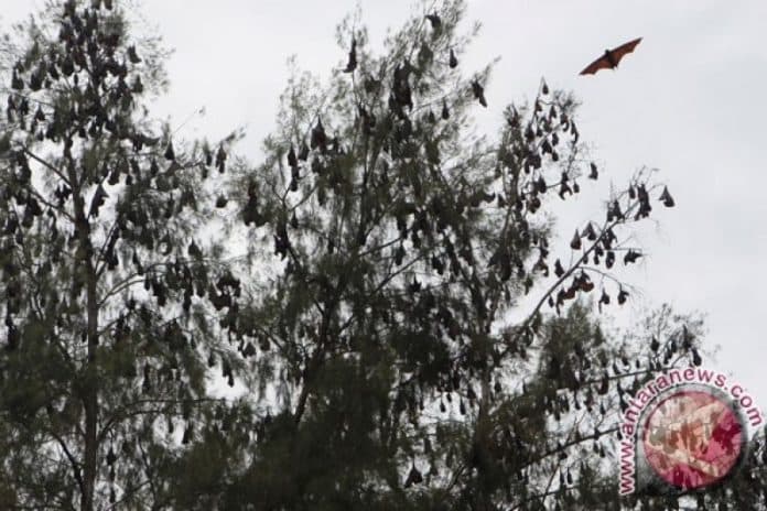 peneliti_temukan_6_jenis_virus_pada_kelelawar_buah_di_indonesia