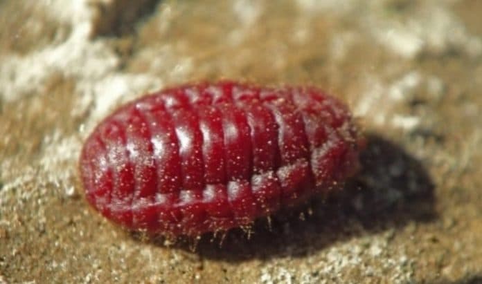 penemuan_virus_wlv_di_china_dan_tanda_tanda_gejalanya