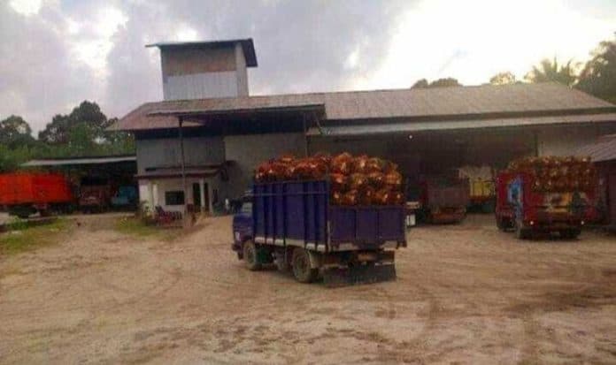 pengamat_kenaikan_harga_sawit_belum_bisa_buat_petani_sumringah