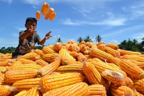 pengamat_membuka_kran_impor_jagung_belum_tentu_selamatkan_peternak