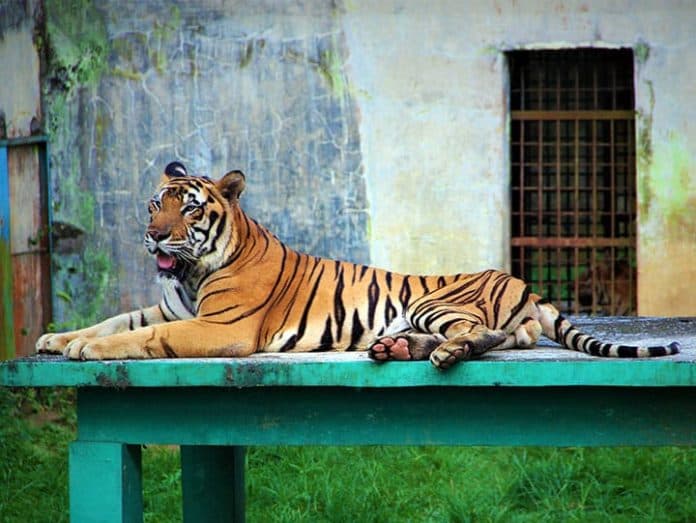 pengamat_nilai_medan_zoo_belum_pernah_disebut_layak