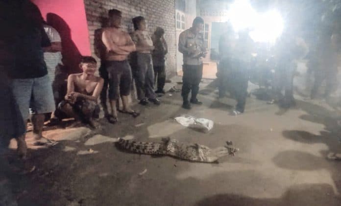 penjaga_kebun_sawit_amankan_seekor_buaya_liar_di_aliran_sungai_dalu_batu_bara