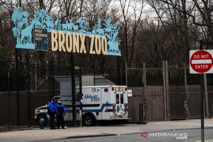 penjelasan_pakar_soal_potensi_penularan_corona_dari_manusia_ke_hewan