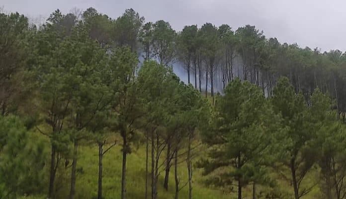 penyebab_kebakaran_hutan_di_samosir_disebabkan_ladang_berpindah
