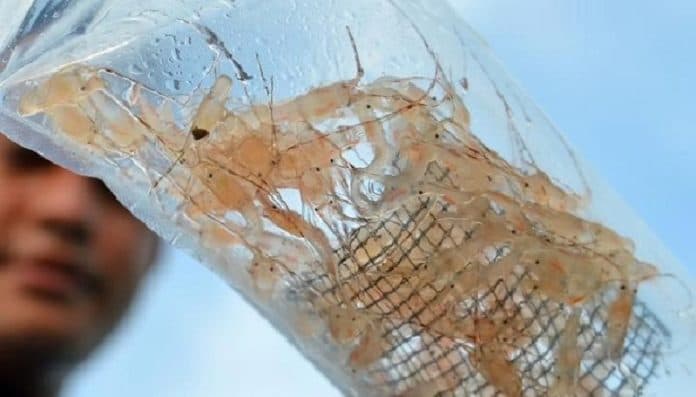 penyelundupan_benih_lobster_rugikan_indonesia_hingga_triliunan_rupiah