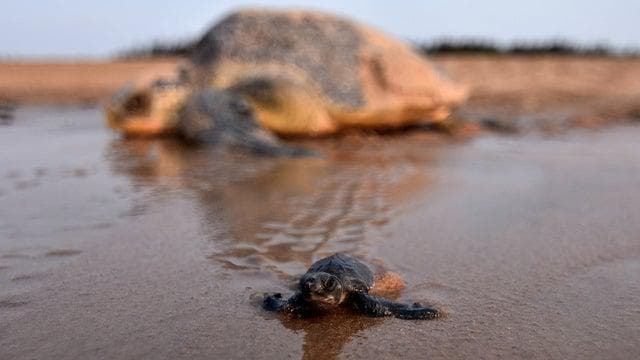 penyu_langka_bersarang_kembali_di_pantai_kosong_thailand_setelah_20_tahun