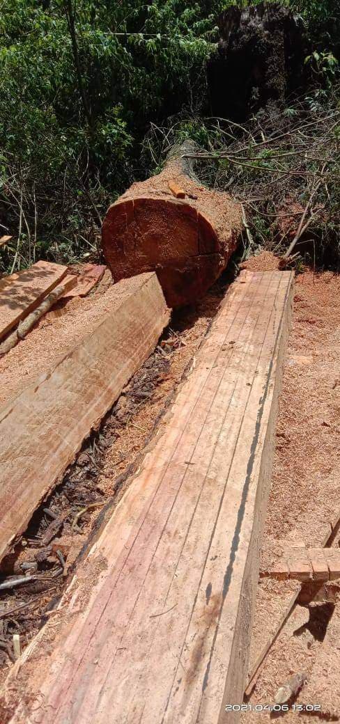 perambahan_hutan_kawasan_parmonangan_taput_masih_berlanjut