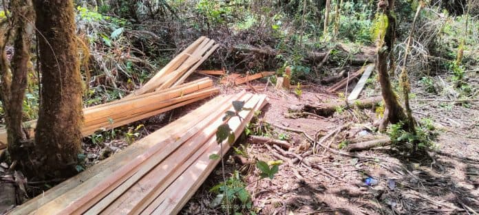 perambahan_hutan_merajalela_di_dairi_dan_pakpak_bharat