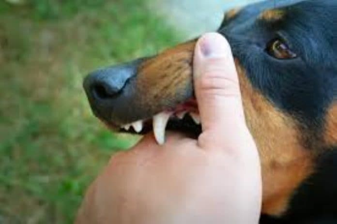 perda_tentang_memelihara_anjing_tak_ada_ketua_dprd_simalungun_kita_lihat_dulu_urgensinya
