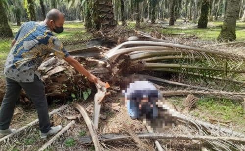 pergi_cari_berondolan_sawit_warga_sergai_ditemukan_tak_bernyawa