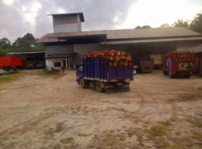 periode_agustus_2024_harga_sawit_di_tanah_jawa_simalungun_naik_rp2340_per_kilogram
