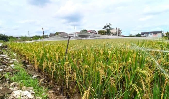 perkembangan_harga_beras_di_sumut_dari_januari_hingga_agustus_2023