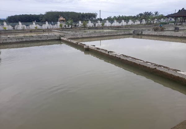 permintaan_benih_ikan_nila_di_bbi_hatonduhan_meningkat_tajam