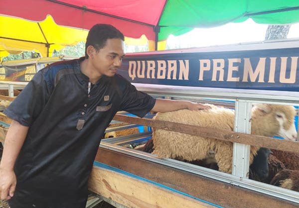 permintaan_domba_di_medan_meningkat_jelang_idul_adha