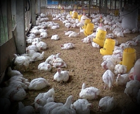 permintaan_tinggi_usai_lebaran_harga_ayam_broiler_picu_inflasi_di_siantar