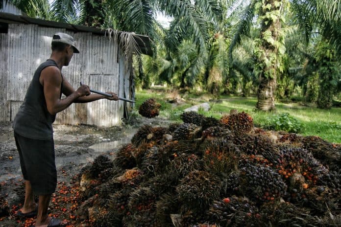 persediaan_cpo_mencukupi_bahan_baku_biodiesel_50_persen