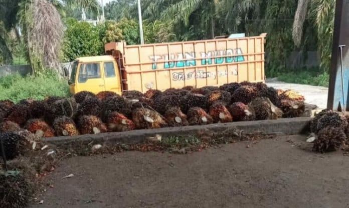 pertengahan_juni_harga_tbs_sawit_di_tanah_jawa_rp2100_per_kg