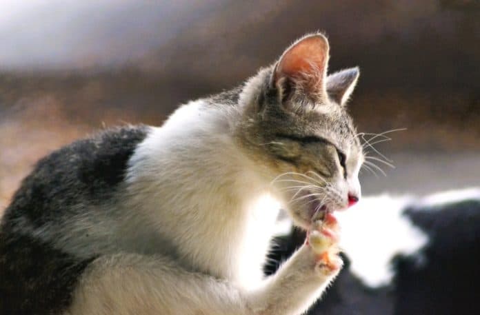 perumahan_pejabat_pemkab_deli_serdang_jadi_lokasi_pembuangan_kucing