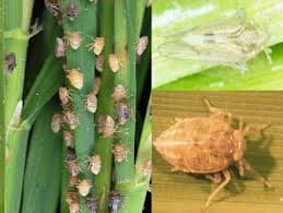 perusahaan_pengendali_hama_asal_inggris_lebarkan_sayap_ke_ri