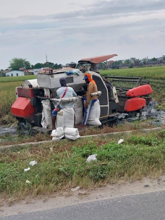 petani_di_deli_serdang_meradang_keluhkan_harga_gabah_turun_dan_pupuk_bersubsidi_minim