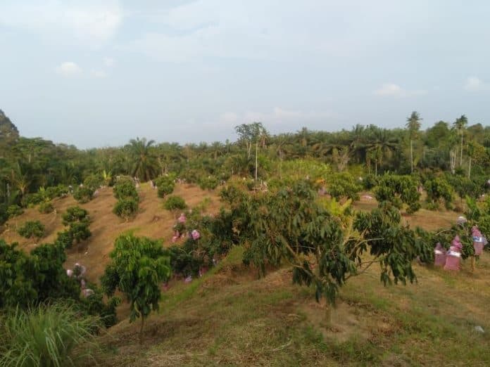 petani_di_deli_serdang_sukses_kembangkan_kelengkeng_fuangfet_asal_thailand