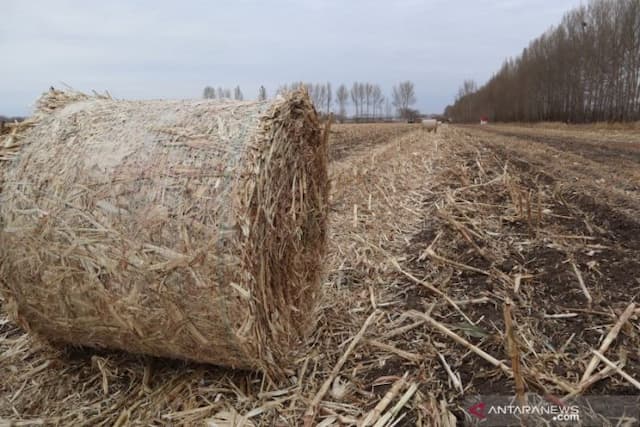 petani_di_mongolia_dalam_untung_rp59_miliar_dari_jerami