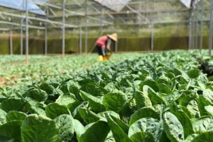 petani_di_simalungun_ubah_pola_tanamannya_dari_padi_ke_sayuran