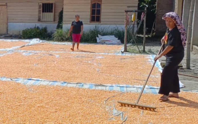 petani_jagung_di_simalungun_menjerit_biaya_produksi_tinggi_harga_anjlok