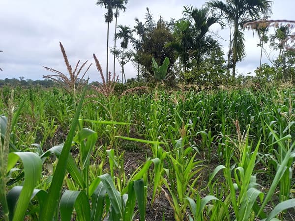 petani_jagung_di_simalungun_terancam_gagal_panen_ini_penyebabnya