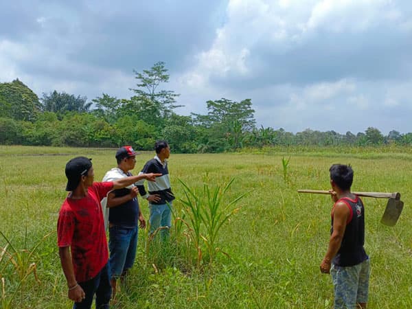 petani_jagung_merugi_diduga_akibat_bibit_palsu_dprd_simalungun_panggil_dinas_pertanian