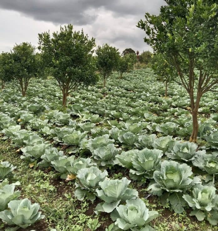 petani_kol_di_simalungun_harapkan_harga_membaik