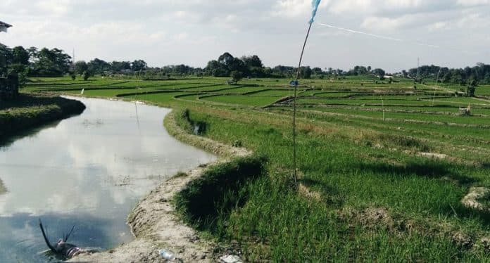 petani_minta_koperasi_diaktifkan_untuk_tingkatkan_daya_tawar
