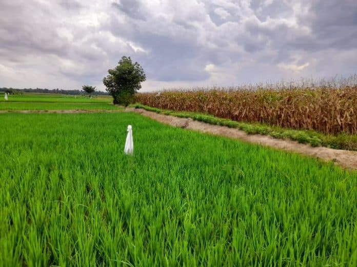 petani_padi_di_tanah_jawa_simalungun_beralih_tanam_jagung