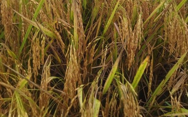 petani_padi_di_toba_keluhkan_besarnya_biaya_pengolahan_dan_panen