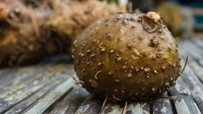 petani_porang_sumut_bakal_dapat_bantuan_bibit