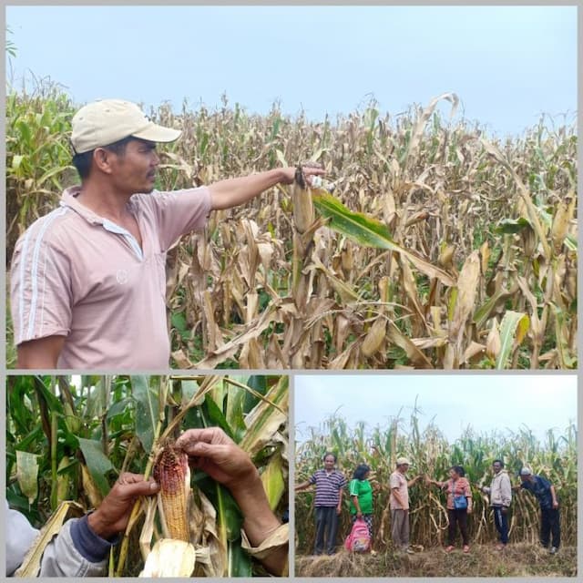 petani_sidamanik_gagal_panen_buah_jagung_busuk_di_pohon