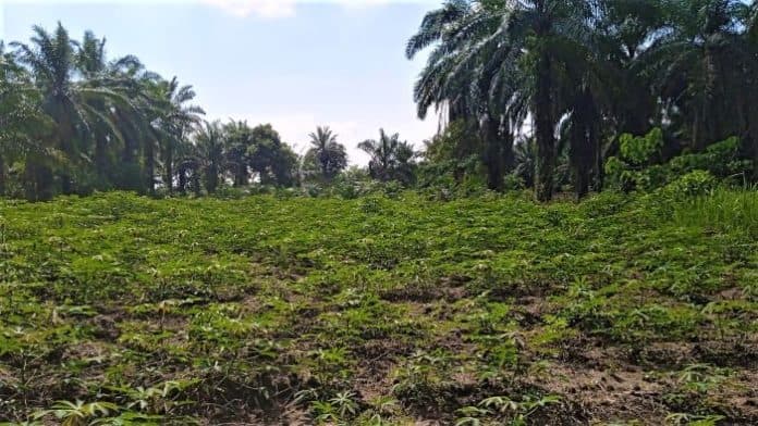 petani_singkong_di_simalungun_keluhkan_kelangkaan_pupuk_bersubsidi_jenis_non_subsidi_mahal