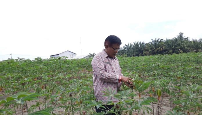 petani_ubi_di_simalungun_diminta_waspada_serangan_hama_kuren