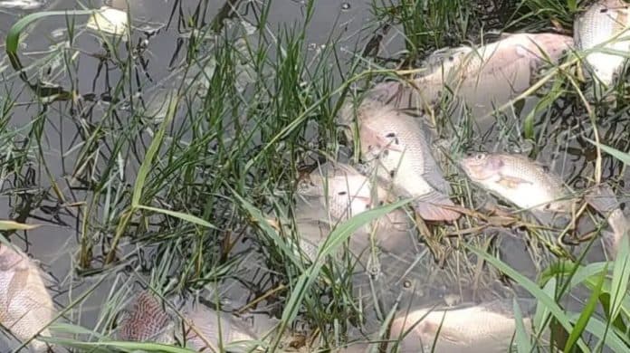 peternak_keluhkan_air_limbah_sampah_tpa_terjun_bercampur_ke_kolam_ikan_di_marelan_5_kolam_berisi_ikan_mati