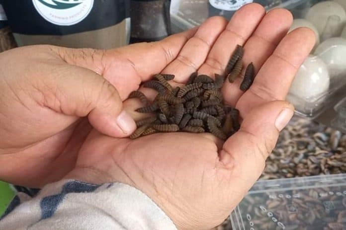 peternak_maggot_di_kota_medan_mengolah_sampah_jadi_peluang_bisnis